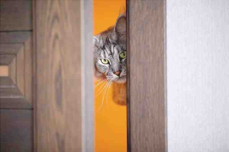 gato que quiere entrar