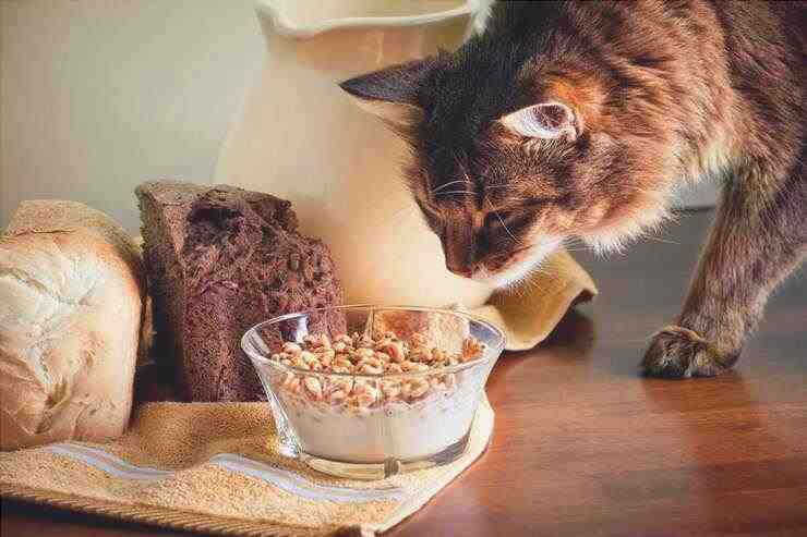 El gato puede comer cereales? (Foto Adobe Stock)