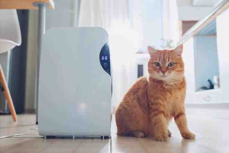gato y aire acondicionado