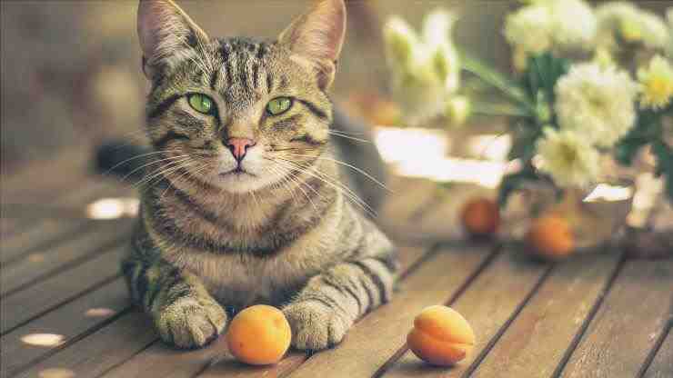 gato y fruta