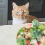 El gato puede comer cardos: conocemos bien esta verdura