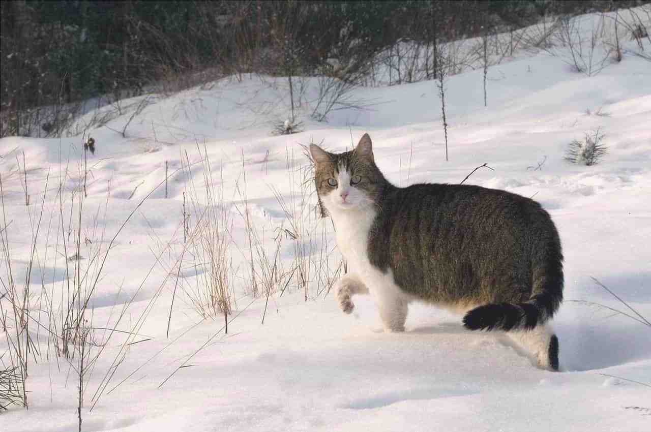 gato y nieve
