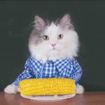 El gato puede comer maíz? Los pros y los contras de esta comida