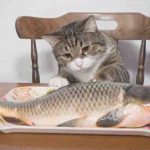 El gato puede comer piel de pescado? Ventajas y desventajas