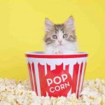 gatto-e-popcorn-1-1.jpg
