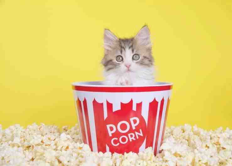 El gato puede comer palomitas de maíz? (Foto Adobe Stock)