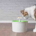 Cómo mantener al gato hidratado: aquí hay 5 consejos útiles