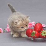 El gato puede comer fresas? Riesgos y beneficios por gato
