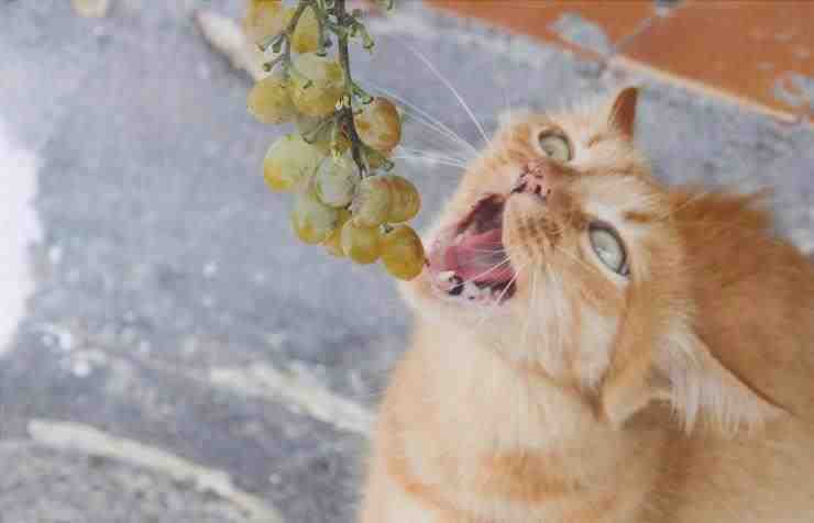 fruta de gato