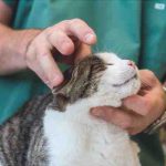 Síndrome vestibular en gatos: hoja completa
