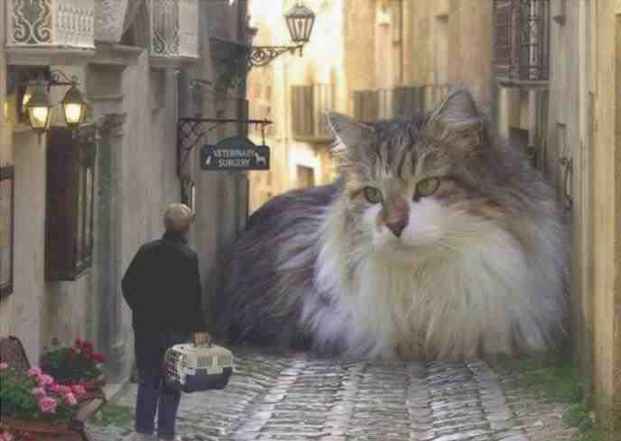 tamaño de gatos gigantes