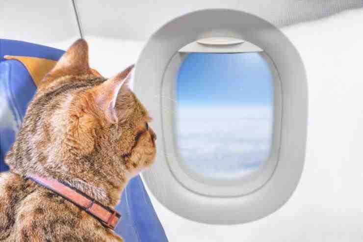 Viajando con el gato en el avión