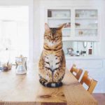 El gato puede comer la crema? Qué saber para tu salud