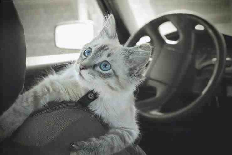 Viaja con el gato en el auto