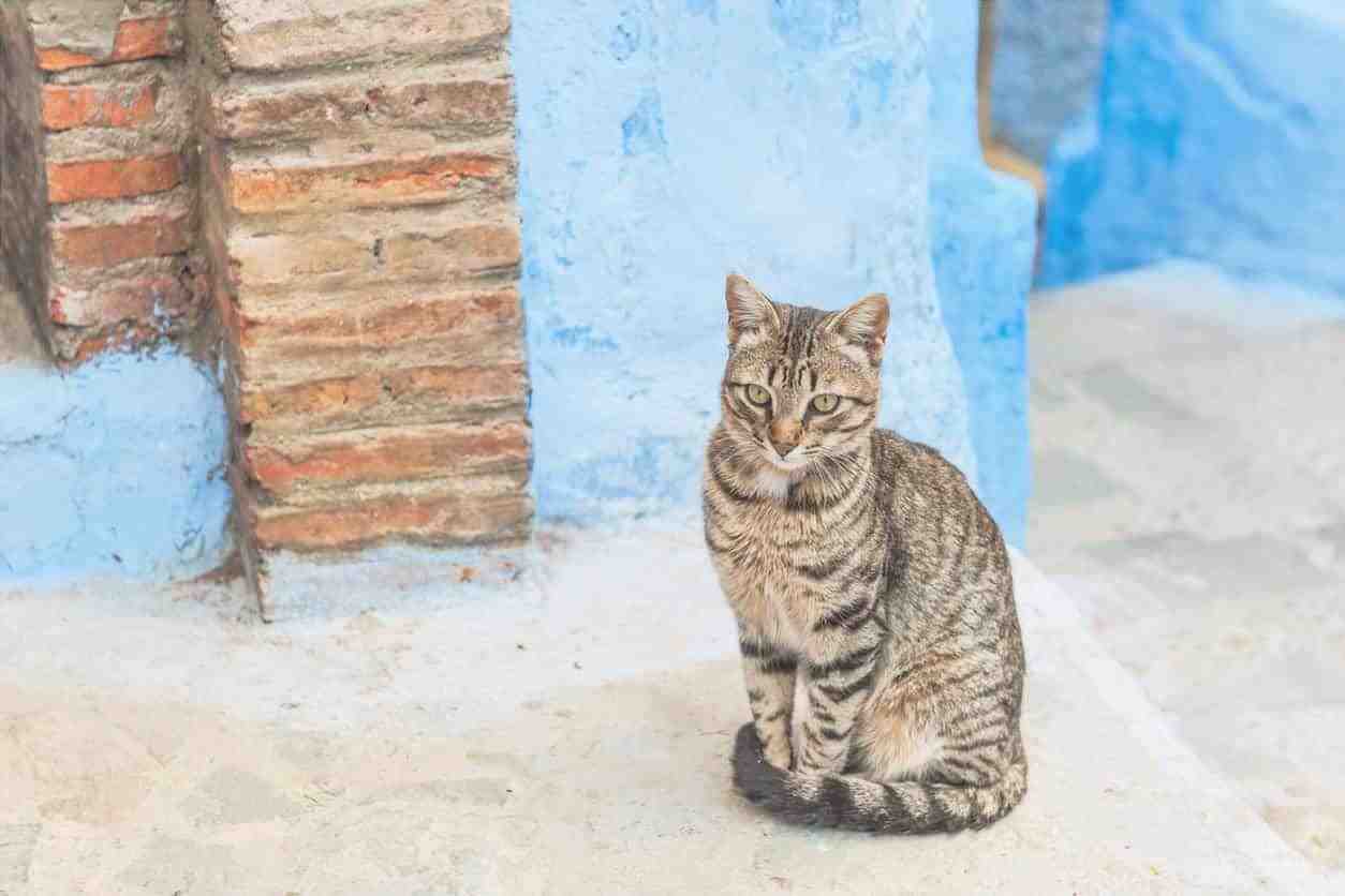 Cómo proteger a los gatos callejeros del frío