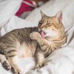 Envenenamiento por pulgas de gato: causas, síntomas y curas