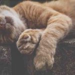 Hipodrenocorticismo en gatos: causa, síntomas y tratamiento