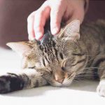 Hidrocefalia o agua en el cerebro del gato: qué es, síntomas y terapia