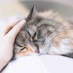 Megaesófago en gatos: causa, síntomas y tratamiento