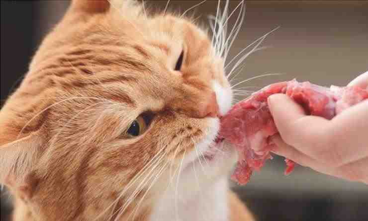 El gato come carne