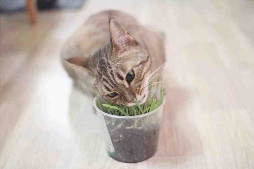 Porque el gato se come la hierba? Todas las razones y riesgos que corre