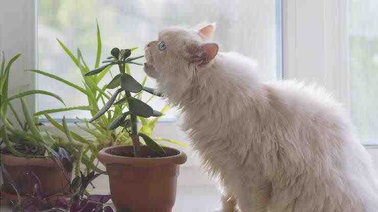 El gato come plantas