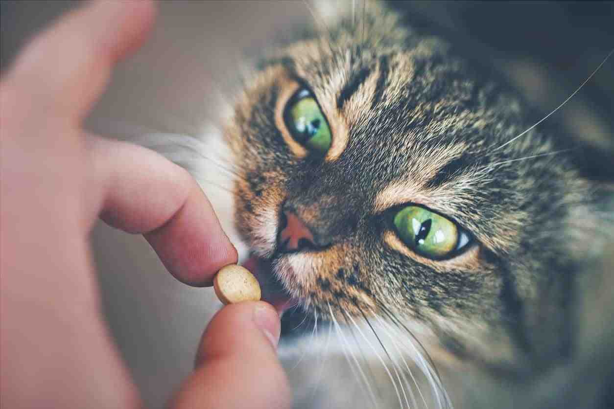 probióticos de gato