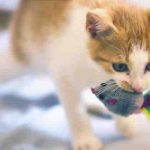 El gato maúlla con el juguete en la boca: por eso lo hace