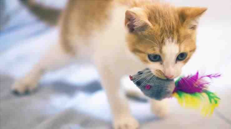 maullido gato con juguete en la boca