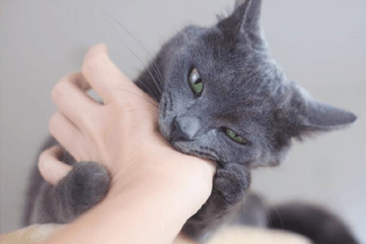 Gatos y comportamientos inexplicables: lamidas y picaduras