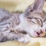 Congestión nasal en gatos: así es como ayudar al gato