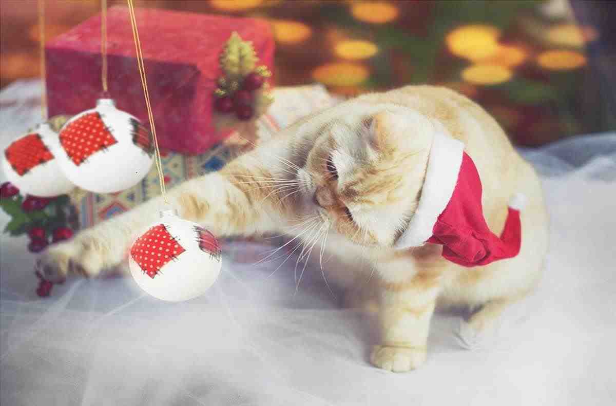 Gato y árbol de navidad