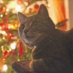 Recetas navideñas para gatos