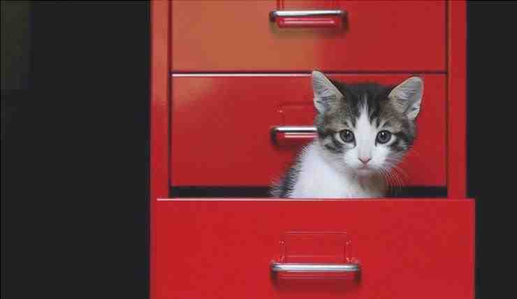gato en el cajón