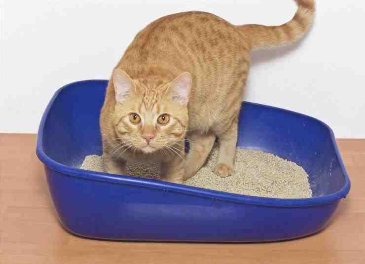 gato en la caja de arena