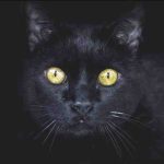 El gato negro trae mala suerte? Descubrimos razas y curiosidades