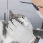gatto-occhio-cura-veterinario-istock.jpg