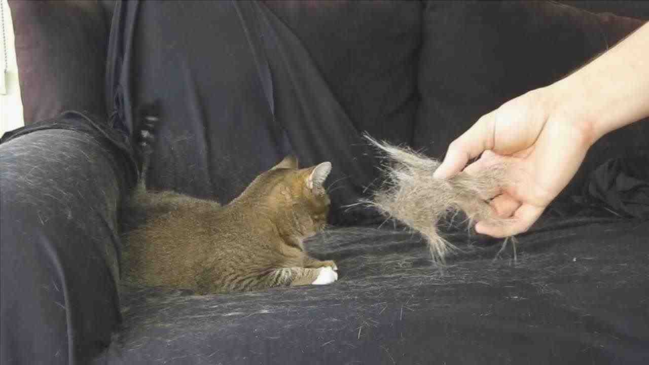 gato causa tira del cabello