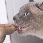 Fermentos lácticos para el gato sí o no: la opinión de los expertos