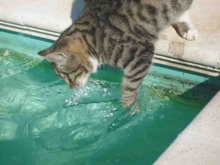 agua de gato