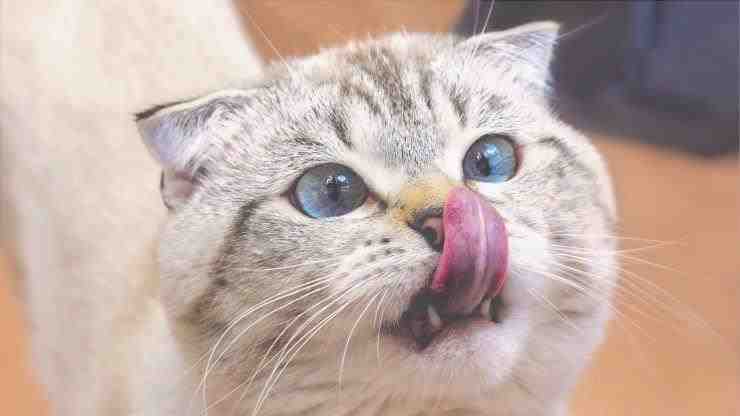 El gato puede comer albóndigas de tomate?
