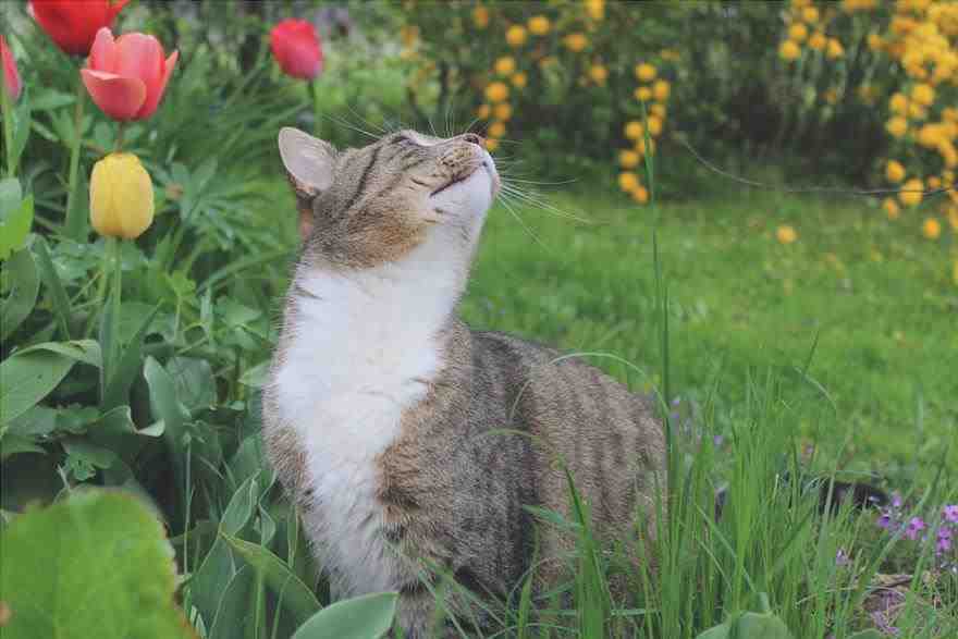 gato de primavera
