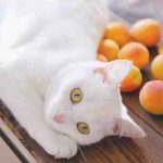El gato puede comer albaricoques? Beneficios y riesgos para Micio