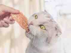 El gato puede comer calamares