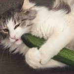 El gato puede comer pepinos? Todo lo que necesitas saber