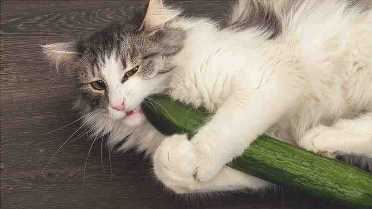 El gato puede comer pepino