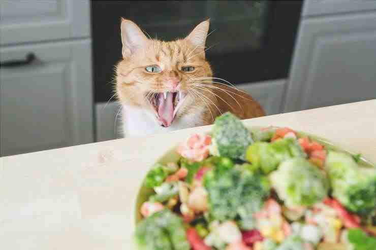 El gato puede comer judías verdes