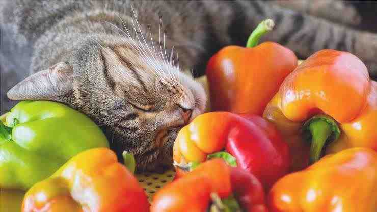 El gato puede comer pimienta