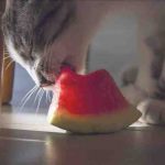 gatto-puo-mangiare-il-melone.jpg