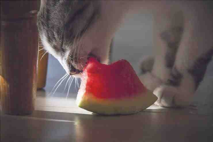 El gato puede comer melón
